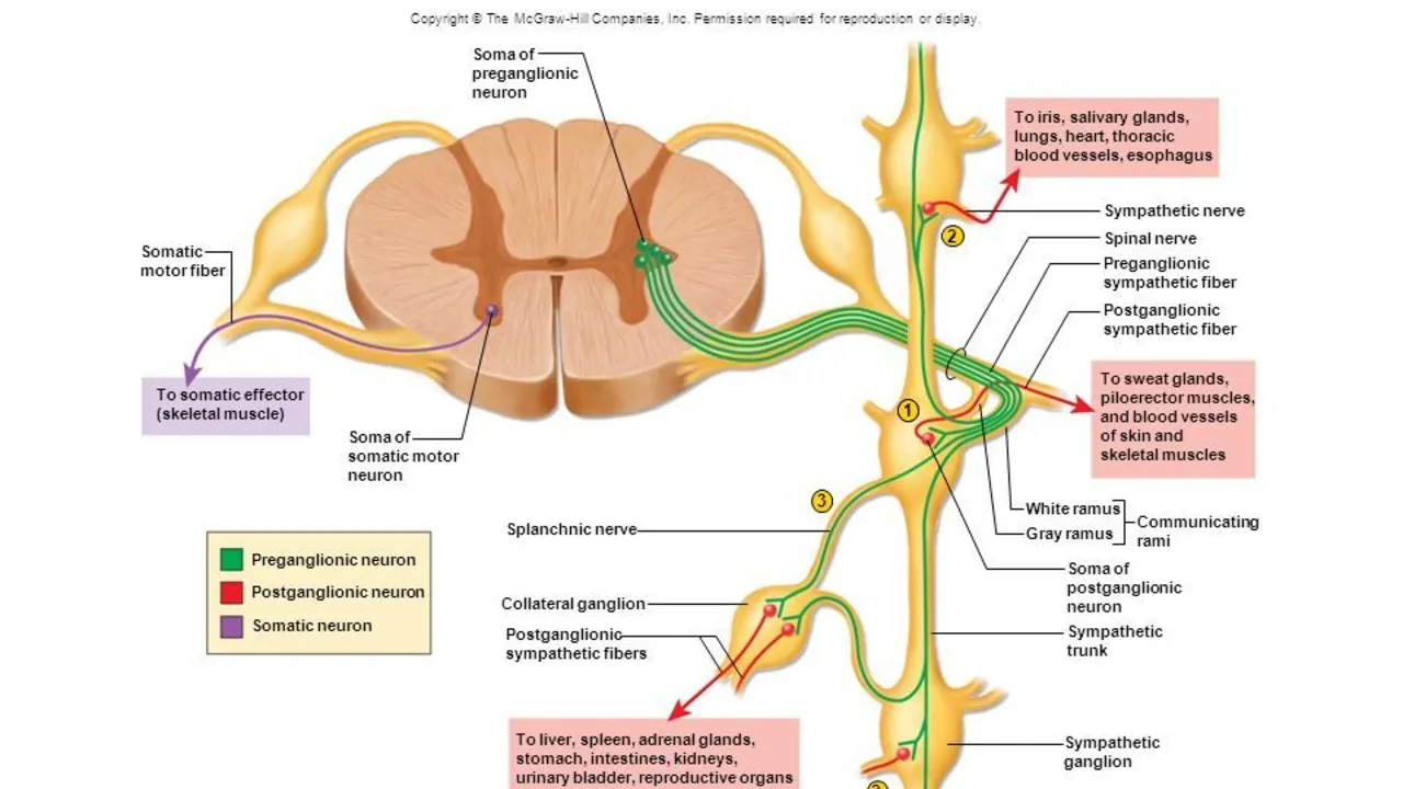 Nourish Your Nervous System with the Incredible Benefits of Nerve Root